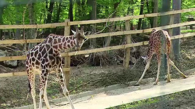 Dupa 6 luni de acomodare, cele 3 girafe de la gradina zoo din Targu Mures au iesit la plimbare. Vizitatorii s-au pozat cu ele