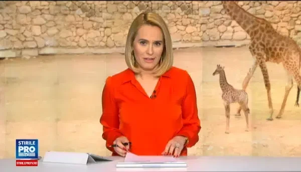 Dupa 6 luni de acomodare, cele 3 girafe de la gradina zoo din Targu Mures au iesit la plimbare. Vizitatorii s-au pozat cu ele