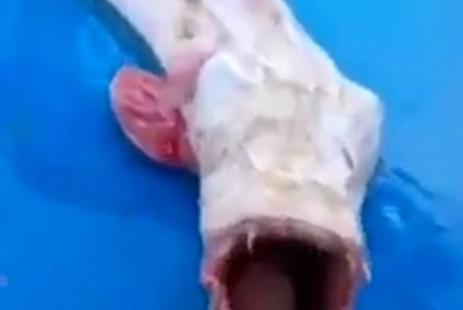 "Stie cineva ce creatura e asta?" Imaginile cu o specie neobisnuita, capturata in Thailanda, a creat frenezie pe Internet