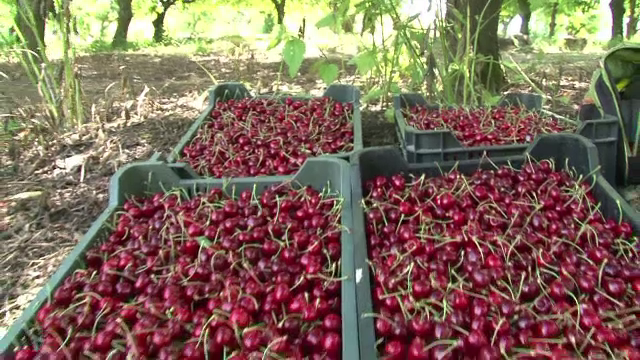 Fenomenul neobisnuit care a transformat ciresele de mai in cirese de aprilie: "O sa ajungem sa cultivam kiwi si portocali"