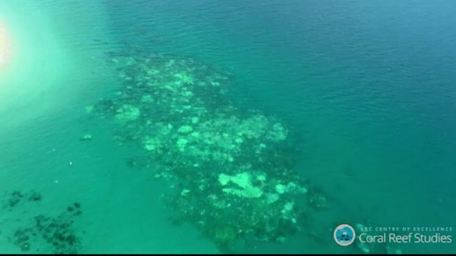 Fenomenul fatal care distruge Marea Bariera de Corali. Ce s-a intamplat cu 93% din recifele de corali din Australia