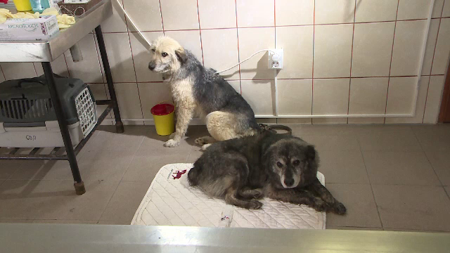 Ce le-a facut un barbat din Galati cainilor din gospodarie. Cazul a starnit valuri de indignare pe Facebook