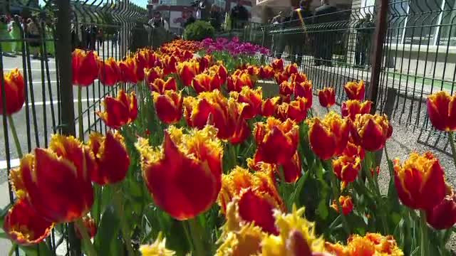 Cea mai mare expozitie de flori din tara a inceput la Pitesti: "Simfonia lalelelor"