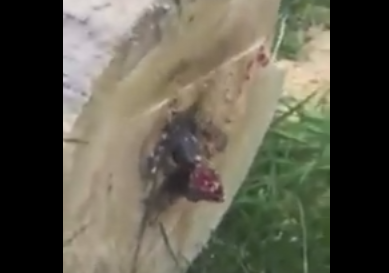 A taiat in doua in copac, iar apoi a descoperit ca in interior se afla un sarpe. Reactia americanului. VIDEO