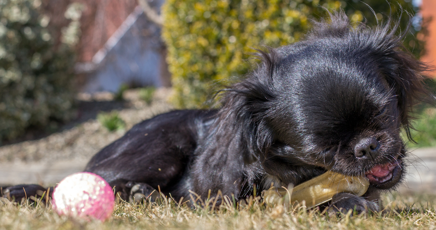 O catelusa pechineza a auzit un zgomot si s-a napustit imediat spre o usa. Ce au descoperit politistii in acea casa