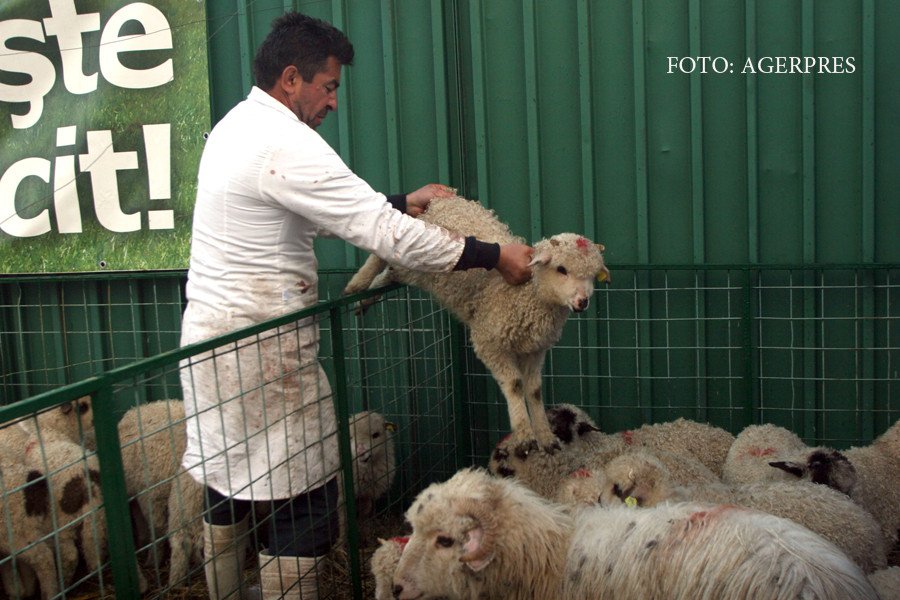 Protest pentru un Paste vegetarian, in Piata Universitatii. Ce cred manifestantii ca vrea Dumnezeu de la noi