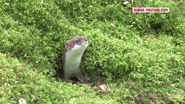 Ferma de unde au evadat zeci de nurci si-a suspendat activitatea. Garda de Mediu nu a putut lichida animalele
