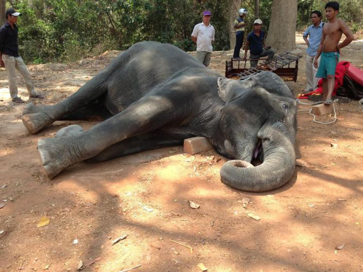 Un elefant a murit de epuizare, dupa ce a transportat turisti la temple, in Cambodgia. Imaginea sfasietoare cu animalul