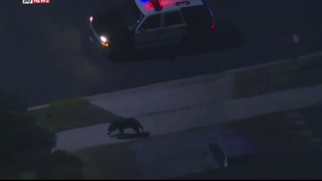Un pui de urs jucaus a ajuns din padure direct pe strazile din Los Angeles. Cat a durat pana cand a fost prins