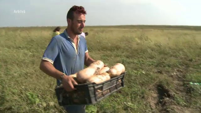 250 de muncitori romani, exploatati in Franta. Oameni ar fi muncit ilegal 450.000 de ore