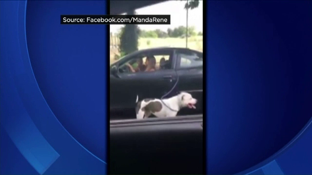 Metoda prin care o femeie din SUA isi plimba cainele. Tanara este cautata acum de autoritati