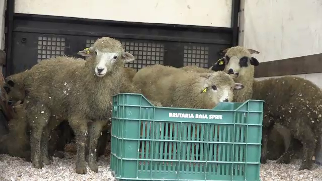 Piete pline de miei, insa fara prea multi clienti. Care sunt preturile pentru un kilogram, in viu