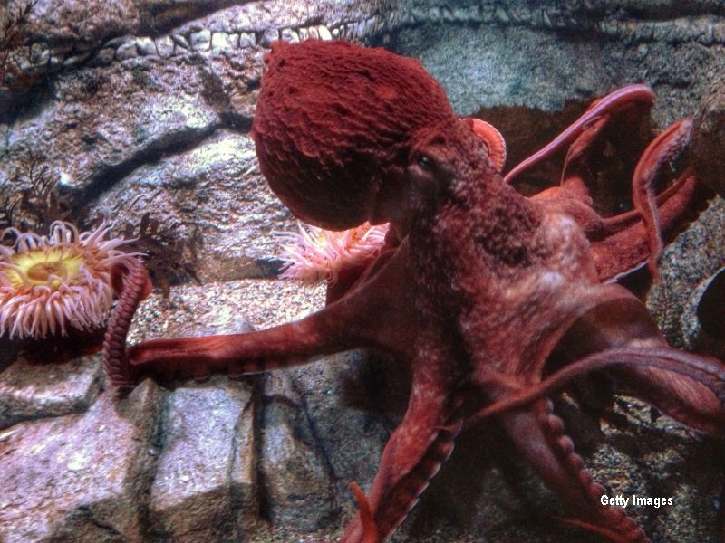 Incercarile disperate ale unei caracatite de a nu ajunge prada. Ce ii face barbatului care a prins-o. VIDEO