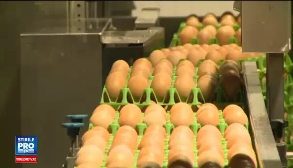 Cele patru categorii de oua care exista pe piata. Ce semnificatie au codurile de pe ele si care sunt cele mai sanatoase