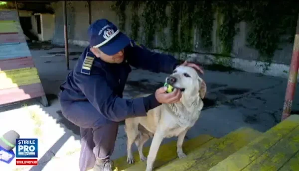 Fabana, cainele politist, specializat in depistarea drogurilor, pe care nimeni nu-l vrea. Catelusa a fost scoasa la licitatie