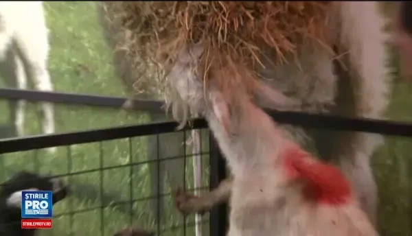 Pietele din Capitala unde cosul de Paste nu depaseste 300 de lei. Zonele in care gasiti cele mai mici preturi