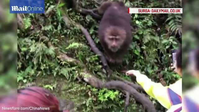 A vrut sa ii dea de mancare, dar maimuta a preferat sa ii ia telefonul. Moment amuzant la o gradina zoologica din China