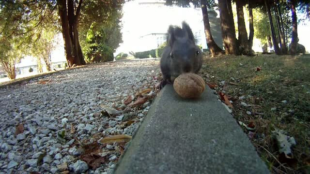 Veveritele din Bistrita care stau intr-o casa de 4.000 de euro, cumparata de primarie. "De banii astia, imi luam o masina"