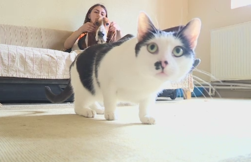 Pensiunile unde animalele se pot relaxa in timp ce stapanii sunt in vacanta. Cat costa o noapte intr-o camera speciala