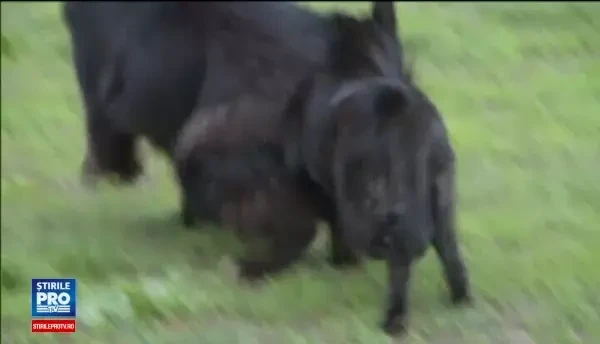 Pensiunile unde animalele se pot relaxa in timp ce stapanii sunt in vacanta. Cat costa o noapte intr-o camera speciala