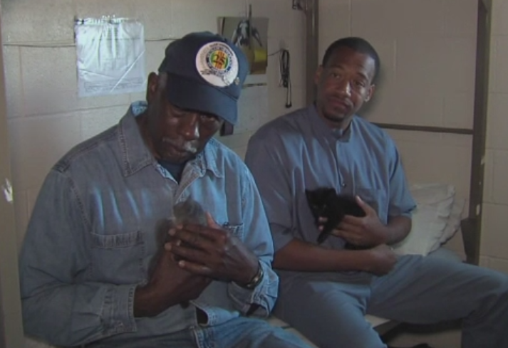 Detinutii care uita de probleme cu ajutorul unor pui de pisica, pe care ii hranesc si in miez de noapte