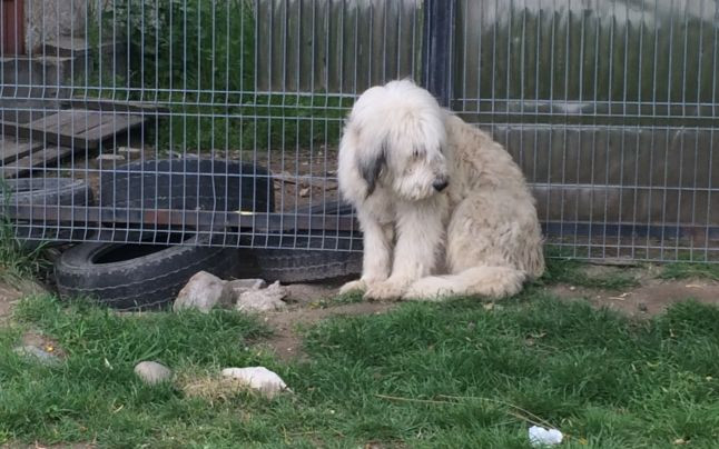 Cainele din Dolj care isi asteapta in fata portii stapanul mort de 5 ani. Nici frigul sau zapada nu l-au putut misca din loc