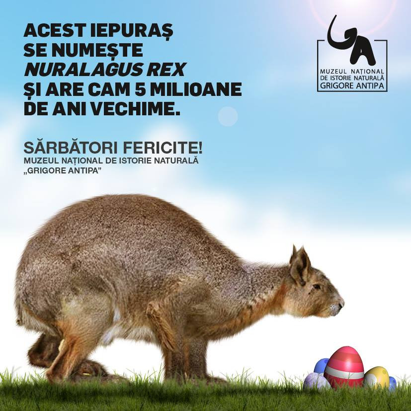 Iepurasul de Paste de la Antipa care a devenit viral pe Facebook. "Serios, chiar asa arata?"