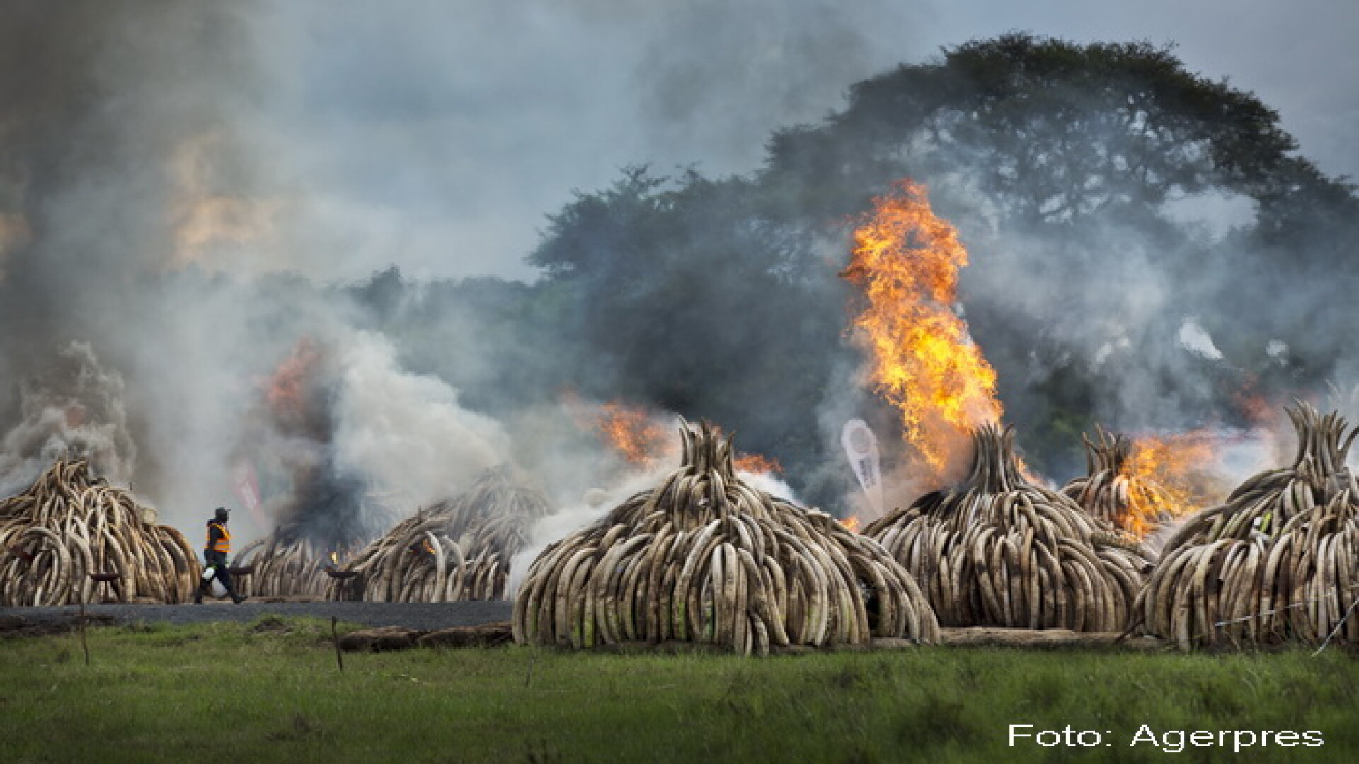 Peste 100 de tone de fildes au fost arse in Kenya. Suma fabuloasa a coltilor de elefanti pe piata neagra. VIDEO