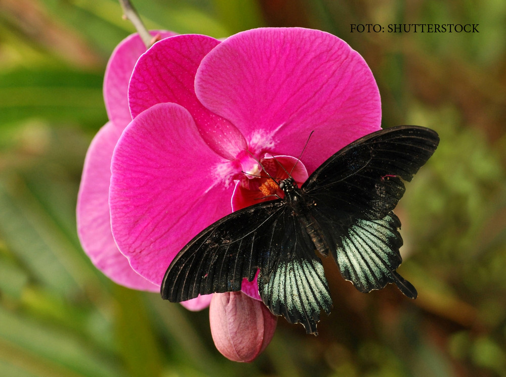 Produsele care va aduc fluturii in gradina si va scot gandacii din casa. Cum functioneaza un "hotel pentru insecte"