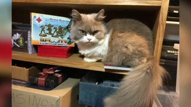 Grumpy Cat are de acum un rival serios. Motanului Norman nu-i plac politistii, sare repede la atac si e mereu nemultumit