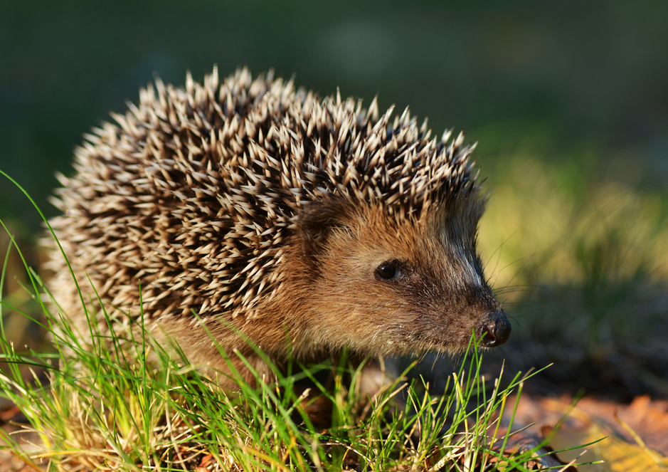 Capitala care se confrunta cu o epidemie de turbare in randul aricilor. Cum au fost sfatuiti localnicii sa procedeze