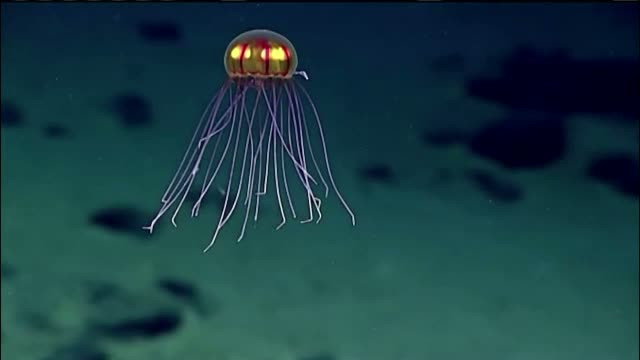 Creatura bizara descoperita in Groapa Marianelor. Specia este necunoscuta cercetatorilor americani