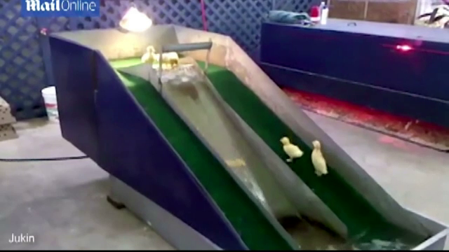 Acestea sunt cele mai ordonate ratuste de pe internet. Clipul a devenit viral