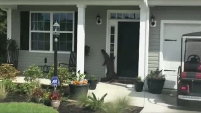 Curtea unei familii din Carolina de Sud, vizitata de un aligator. Imaginile surprinse cu telefonul de un vecin