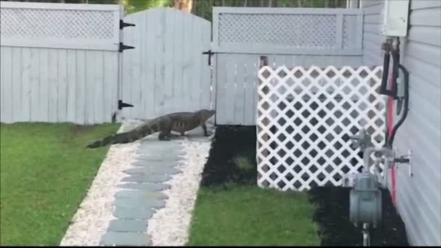 aligator