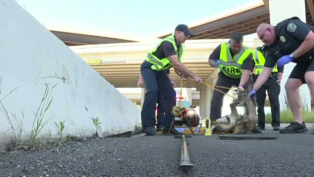 Cerb cazut intr-o scurgere de pe marginea drumului, salvat de pompieri. Cum au reusit sa il scoata de acolo