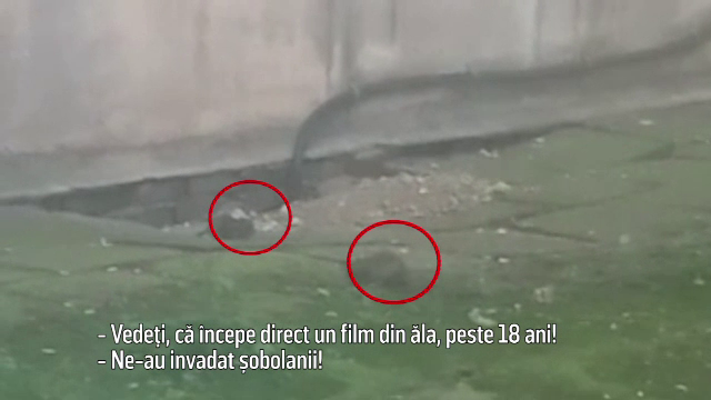Imagini revoltatoare, surprinse la Spitalul Judetean Arges. Doi sobolani, filmati in curte sub ochii pacientilor