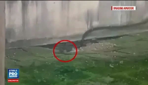 Imagini revoltatoare, surprinse la Spitalul Judetean Arges. Doi sobolani, filmati in curte sub ochii pacientilor