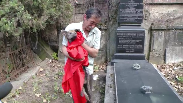 Pompierii din Timisoara au salvat un caine blocat de mai multe zile intr-un cavou. Cum a ajuns animalul acolo