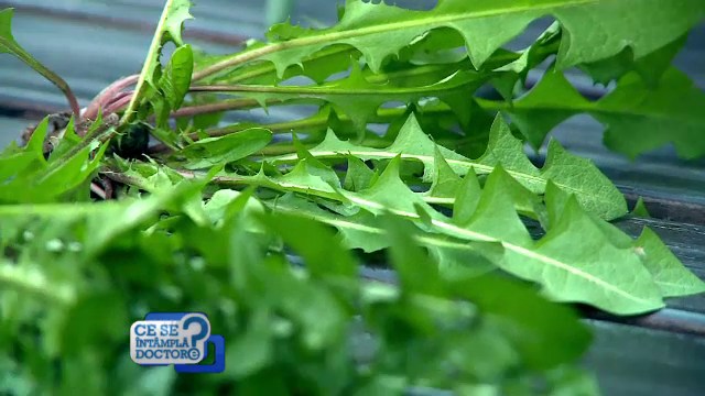 Clorofila ajuta la eliminarea toxinelor din organism si combate excesul de sare. Cum sa preparam si pastram plantele verzi