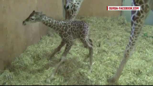 Momente inedite surprinse de camera, zoo. Un pui de girafa invata sa mearga, ajutat de mama lui