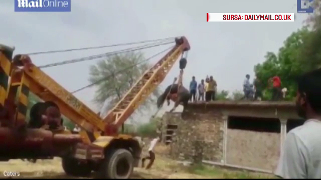 Operatiune de salvare dificila a unui bivol aflat pe acoperisul unei cladiri. Cum a ajuns animalul acolo