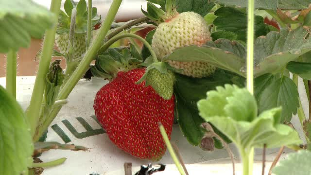 Capsunile romanesti au aparut in piete. Cum a reusit un agricultor italian sa isi faca propria afacere la noi in tara