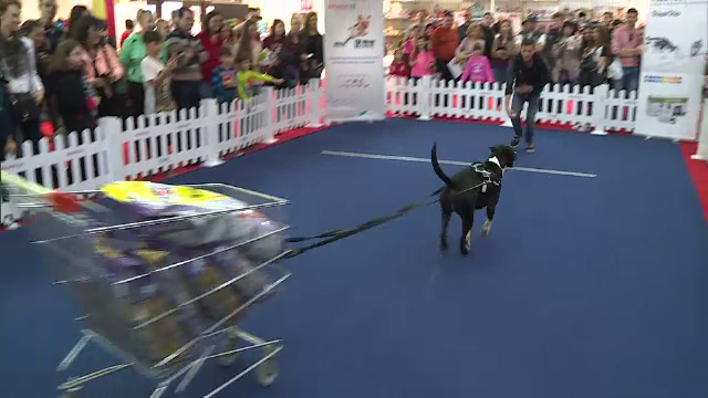 Cei mai puternici, dar si mai flamanzi caini s-au intrecut in Capitala. Probele la care au fost supuse patrupedele