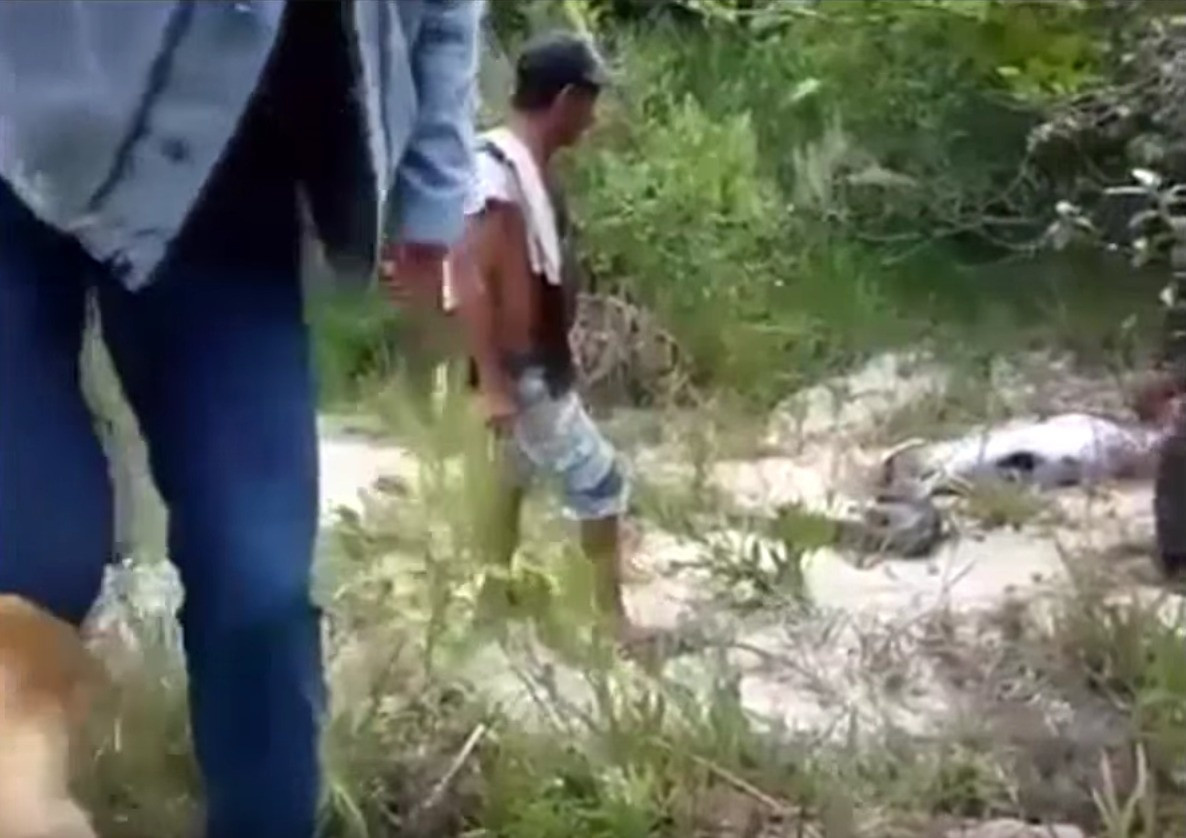 Au descoperit o anaconda uriasa pe marginea unui fluviu si s-au speriat cand au vazut-o. Ce inghitise reptila