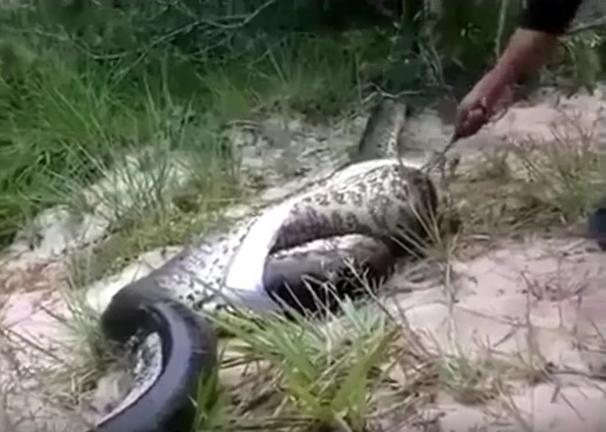 anaconda