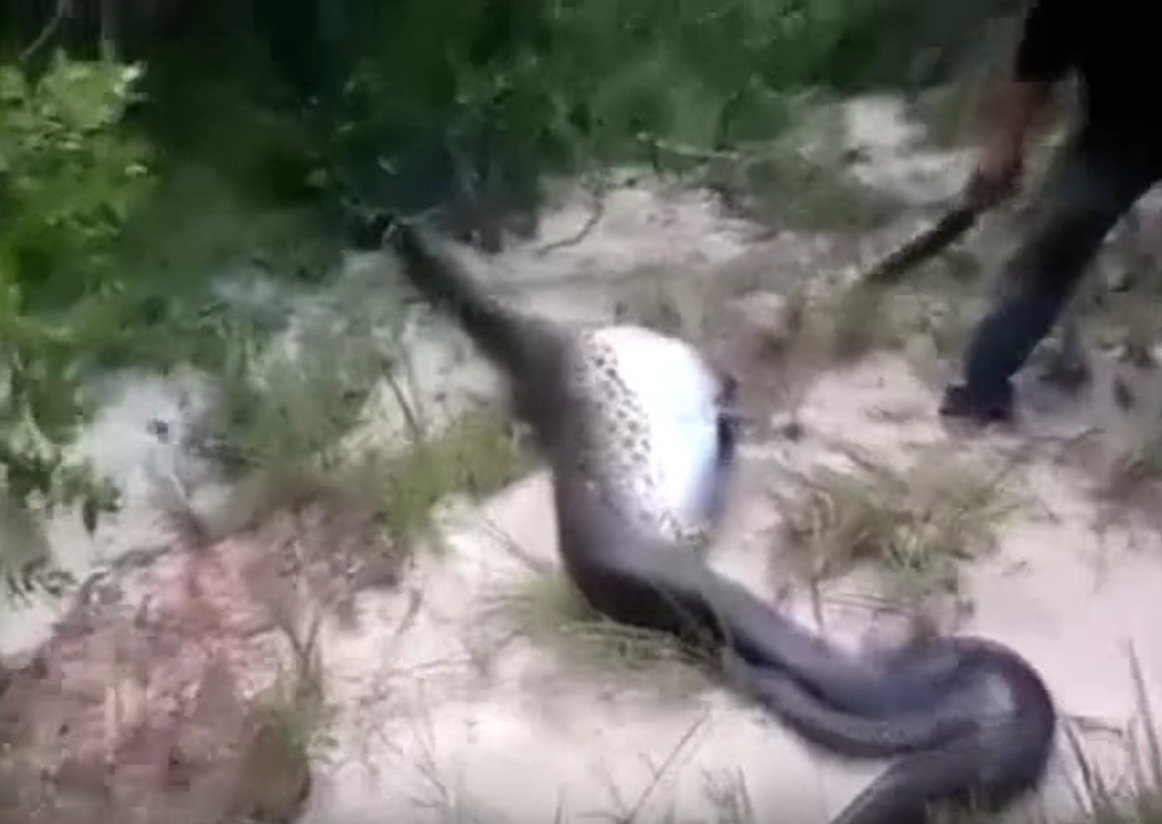 anaconda