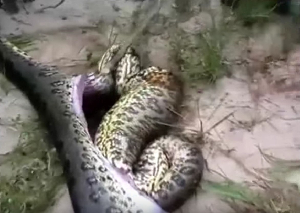 anaconda