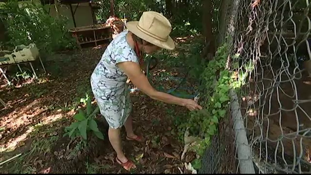 Mostenirea neobisnuita primita de o femeie din Australia. Are 70 de ani si le-a convins pe autoritati sa faca o exceptie