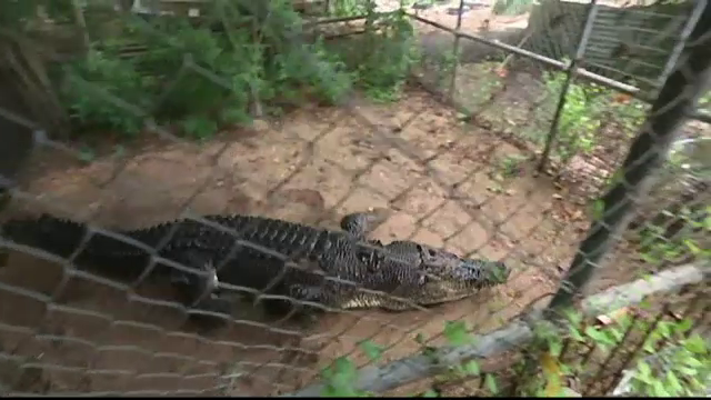 crocodil